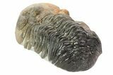 Austerops Trilobite Fossil - Almost All Rock Removed #67035-4